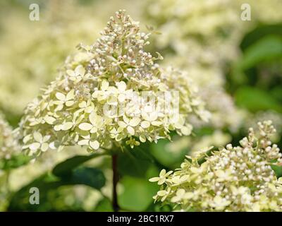 Flowering hydrangeas, hydrangea, in summer Stock Photo