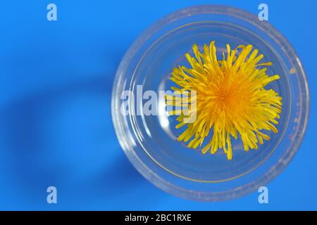 Dandelion flower seen from above floating in a glass filled with water against colourful background. Stock Photo