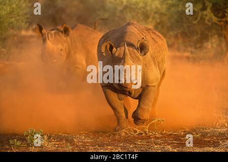 An action photograph of two female black rhinos charging at the game vehicle, kicking up red dust at sunrise, taken in the Madikwe game Reserve, South