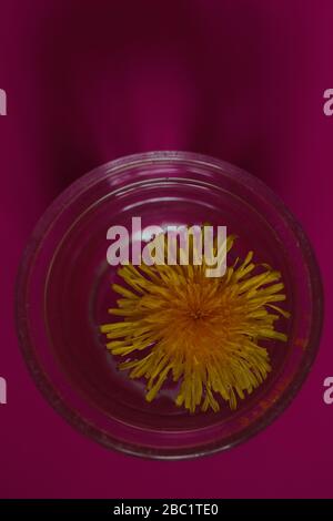 Dandelion flower seen from above floating in a glass filled with water against colourful background. Stock Photo