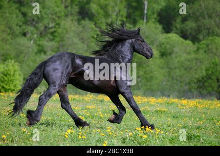Black Friesian horse runs gallop in freedom summer meadow Stock Photo