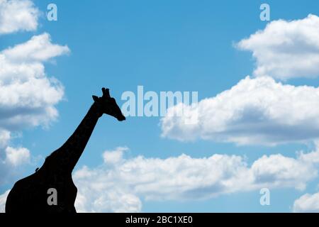 A beautiful abstract photograph of a walking giraffe silhouetted on the horizon against a deep blue sky and framed with white puffy clouds, taken in t Stock Photo