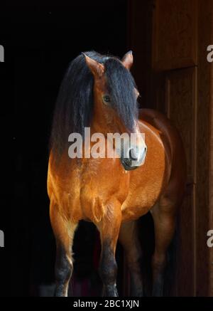 Paso Fino horse portrait in stud farm Stock Photo