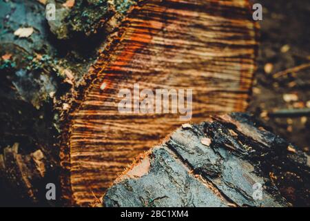 Drank an old tree. An Apple. Wood processing. Texture. Stock Photo