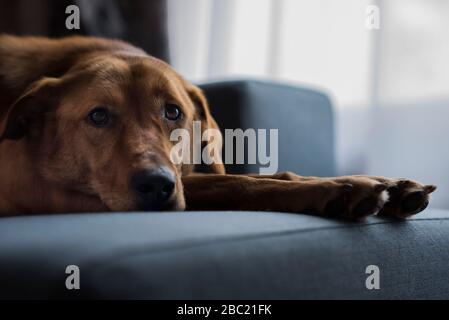 Looking for love Stock Photo