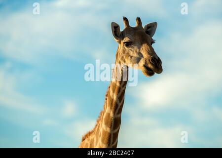 A cute close up portrait of a giraffe's head and neck against a blue sky with white clouds, taken at sunrise at the Augrabies Falls National Park in S Stock Photo