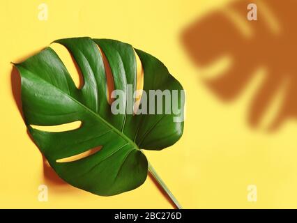 Tropical jungle Monstera leaf isolated on yellow background. Stock Photo
