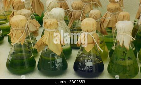 Research scientist medical plants green algae for medicinal purposes, bottles tube test growth chamber in vitro clone, laboratory genetic phytotron Stock Photo