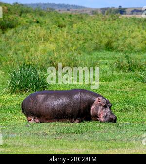 Common hippopotamus (Hippopotamus amphibius). Hippo grazing in Amboseli National Park, Kenya, Africa