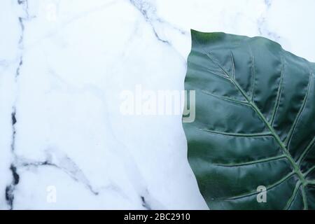 Tropical green leaf on white marble texture abstract background Stock Photo