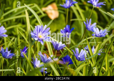 british wild flowers in relation to ‥ Garden Identifier to British Wildflowers | BBC Gardeners