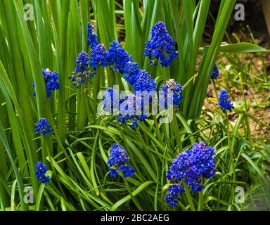 Muscari Blue Spike growing in a private garden. Stock Photo
