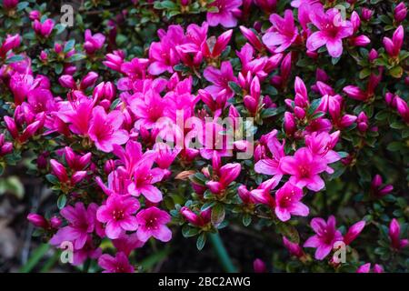 Azalea Madame van Hecke growing in a private garden. Stock Photo
