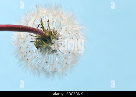 Macro White Flower Dandelion Head Full Stock Photo
