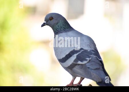 Pigeon resting on a terrace Stock Photo