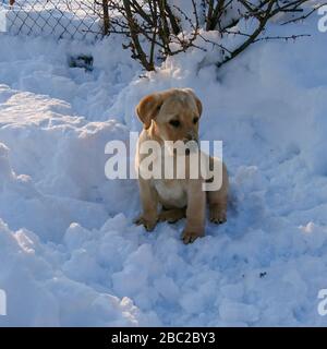 Labrador puppy for the first time in the snow Stock Photo