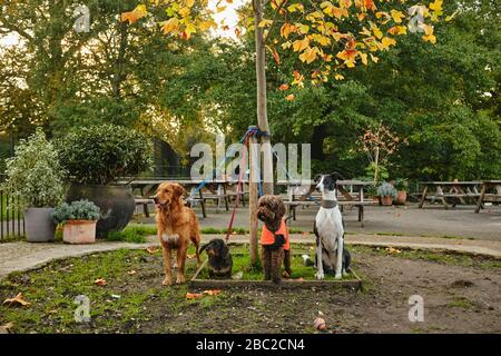 Four dogs, tied up, in London, UK. Stock Photo