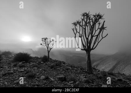 A moody black and white landscape taken on top of the arid and stark Fish River Canyon, Namibia, with two Quiver Trees in the foreground, and the gold Stock Photo