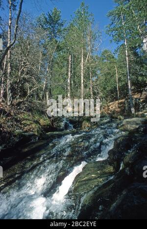 Waterfall amongst pine trees in the Troodos Mountains, Cyprus.  Troodos, Mount Olympus has tentative status as a UNESCO World Heritage Site. Stock Photo