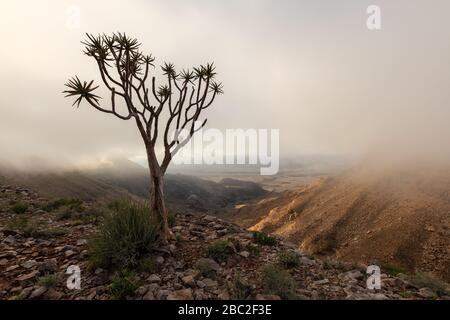 A moody, misty landscape taken on top of the arid and stark Fish River Canyon, Namibia, with an ancient Quiver Tree in the foreground, and the golden Stock Photo