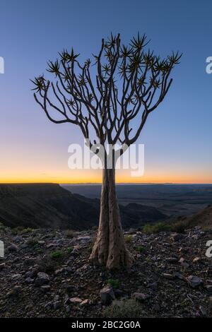 A vertical moody early morning landscape taken on top of the arid and stark Fish River Canyon, Namibia, with an ancient Quiver Tree in the foreground, Stock Photo