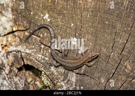 A forest lizard on a tree Stock Photo