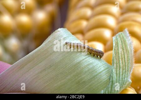 Close-up of a caterpillar on a green leaf against the background of fresh corn cob. Stock Photo