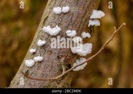 White Styrofoam mushrooms on a branch Stock Photo