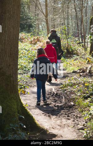 Mother / mum / mum walking with her three children on a spring day on a path through trees woodland woods on West End  Common, Esher, Surrey. UK (116) Stock Photo