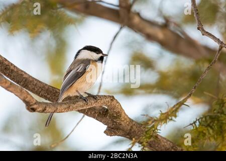 Black-capped chickadee perched on a branch on a springtime morning Stock Photo