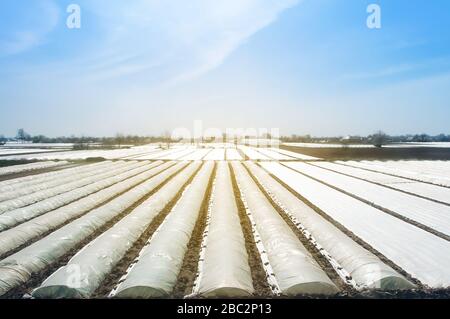 Agricultural field plantation covered with white spunbond agrofibre. Increased plant survival crop. Greenhouses to accelerate the growth and protectio Stock Photo