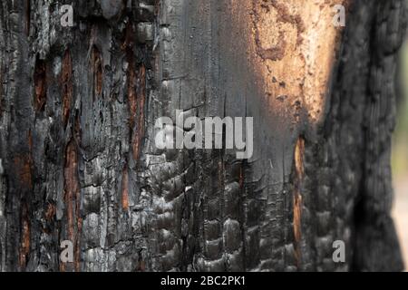 A burnt gum tree from the bush fires in Australia Stock Photo