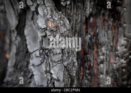 A burnt gum tree from the bush fires in Australia Stock Photo