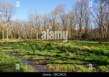 Meadow grass / grassland on a spring day from a path through woodland woods on West End Common, Esher, Surrey. UK (116) Stock Photo