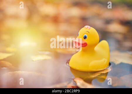 Duck toy in autumn puddle with leaves. Autumn symbol in city park. Fairweather or cloudy weather concept. Stock Photo