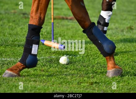 Polo horse legs in motion. Mallet and ball on the grass. Close up. Stock Photo