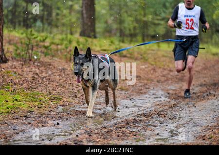 german shepherd sled dog