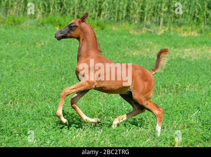 Young Akhal Teke foal happily runs in the green meadow in summer. Horizontal, side view, in motion. Stock Photo