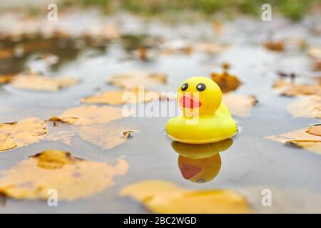 Duck toy in autumn puddle with leaves. Autumn symbol in city park. Fairweather or cloudy weather concept. Stock Photo