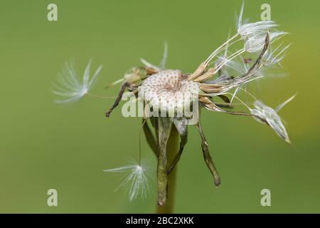 Dandelion seeds Stock Photo