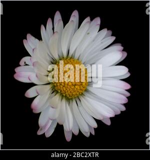 common daisy close up on black background Stock Photo