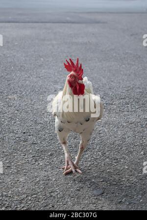 Chicken Stock Photo