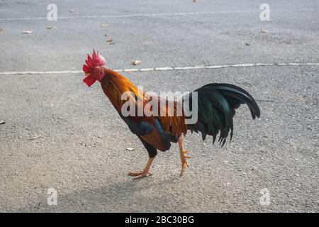 Chicken Stock Photo