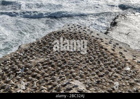 aerial landscape view at sunset sunrise looking down over the gannet colony at Muriwai beach along the North Island coastline of New Zealand Stock Photo