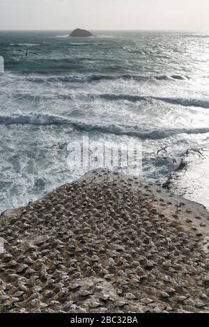 aerial landscape view at sunset sunrise looking down over the gannet colony at Muriwai beach along the North Island coastline of New Zealand Stock Photo