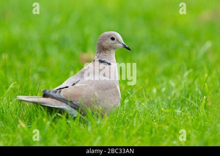 collared Dove [ Streptopelia decaocto ] on lawn Stock Photo