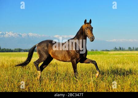 Dark buckskin Akhal Teke stallion runs in trot through the field with mountains in the distance. Horizontal, side view, in motion. Stock Photo