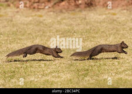 Black squirrel chasing other black squirrel Stock Photo
