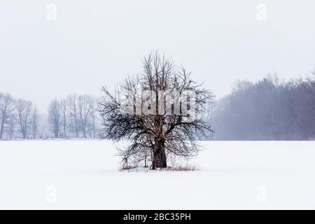 Tree standing alone in a central Michigan farm field on a cold winter day, USA