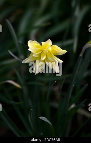 double flowered narcissus,double yellow flowers,flowering,spring garden,old variety,old varieties,daffodil,daffodil,RM Floral Stock Photo